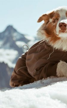 Модные зимние комбинезоны для собак: правила выбора и использования