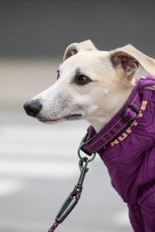 Зимний комбинезон фиолетовый для собак