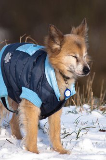 Зимний комбинезон куртка для собак