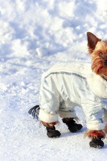 Зимний комбинезон для собак серый