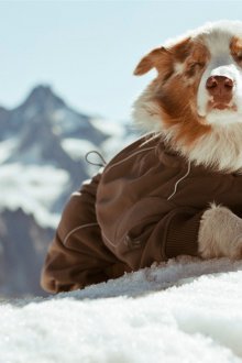 Зимний теплый комбинезон для собак